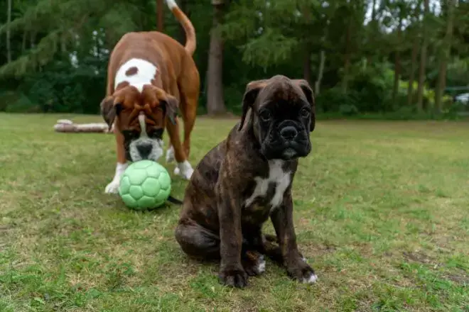 Boxer Dog Facts