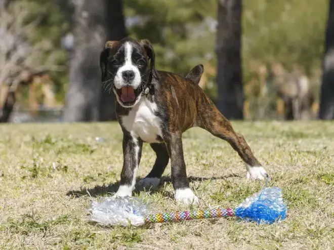 Boxer Dog Facts