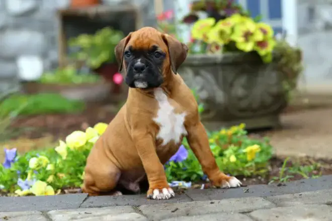 Boxer Dog Facts