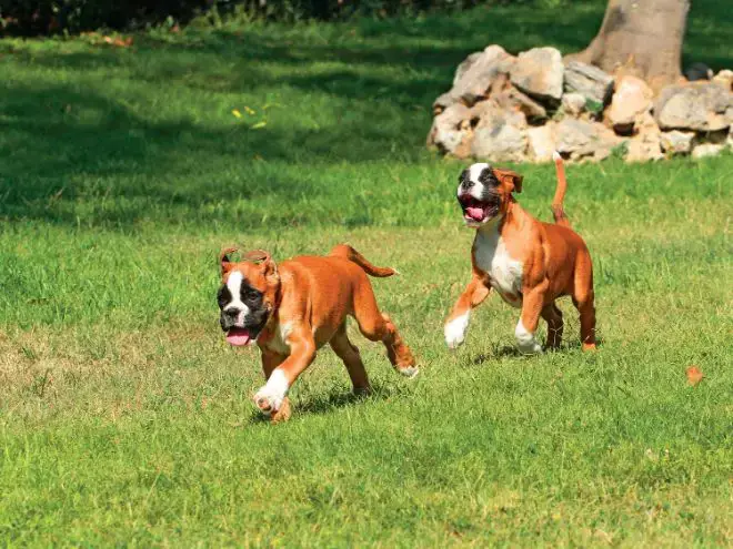 Boxer Dog Facts