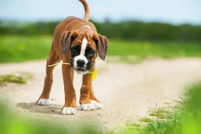 Boxer Dog Facts