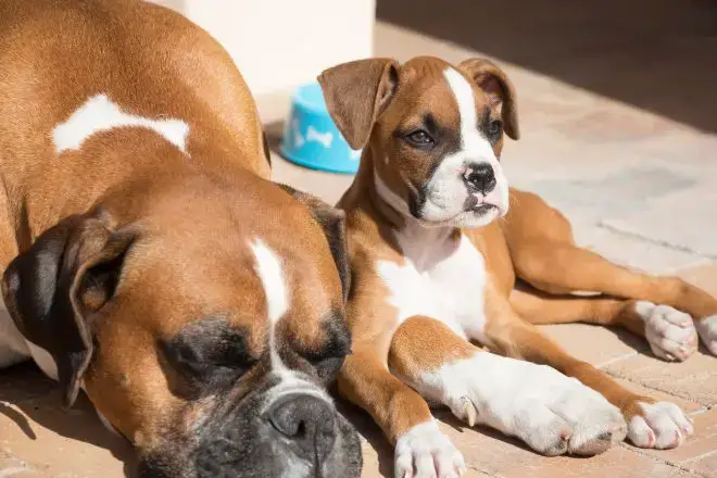 Boxer Dog Facts