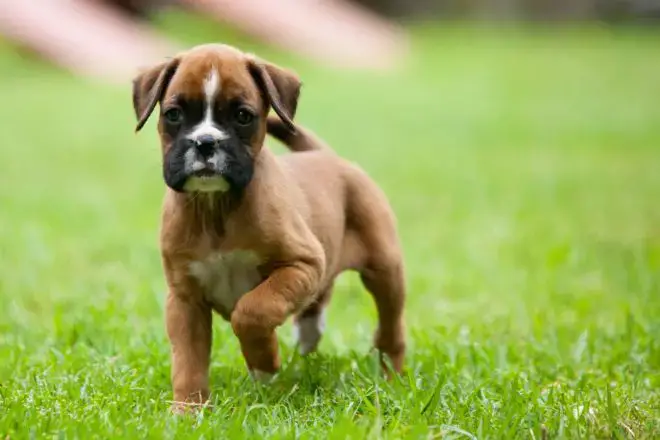 Boxer Dog Facts