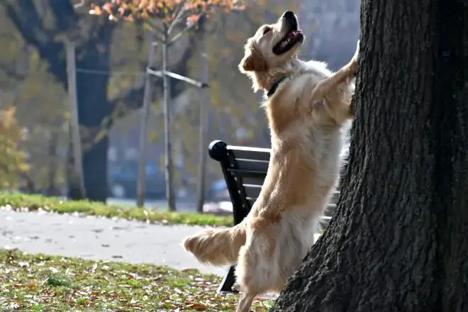 dog chasing squirrel