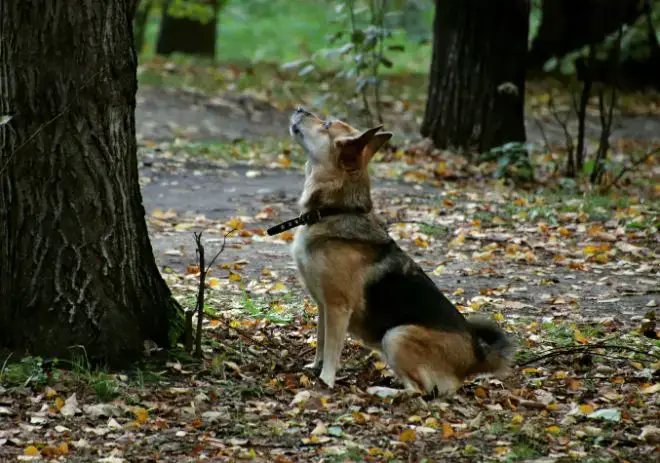 dog looking up at squirrels