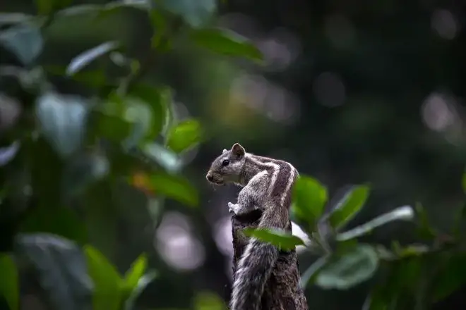 squirrel in tree