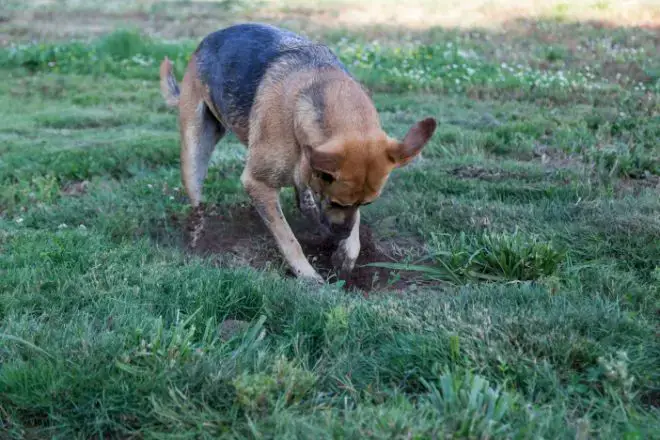 dog digging for chipmunks