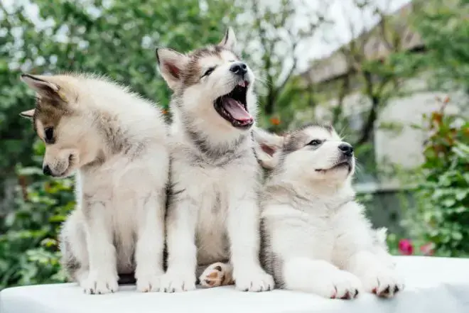 Husky Puppy