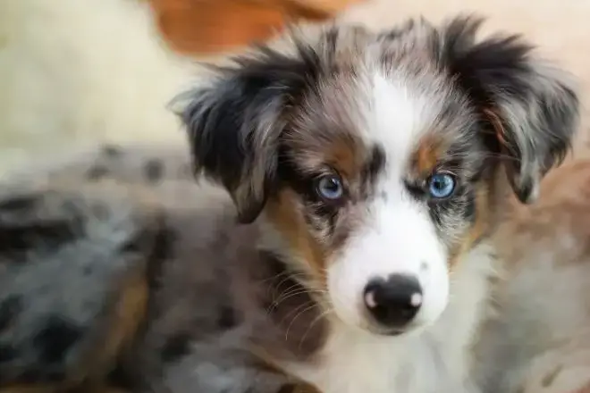 Australian Shepherd Facts