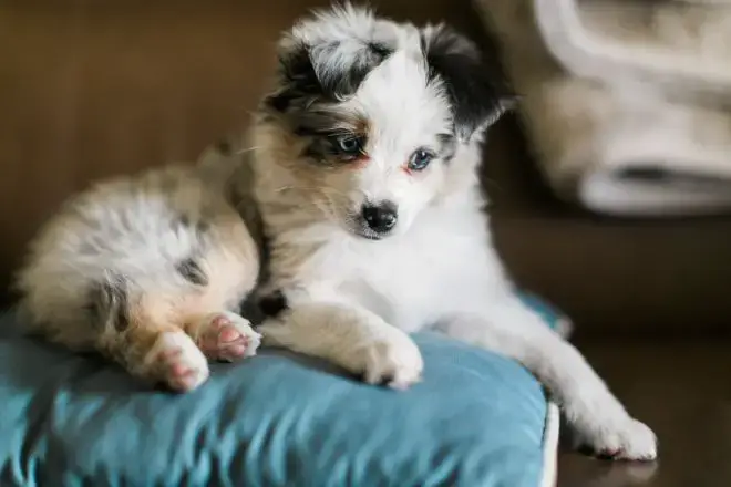 Australian Shepherd Facts