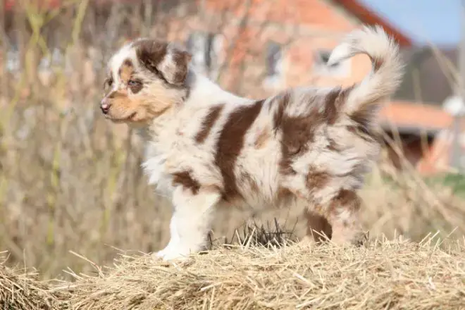 Australian Shepherd Facts