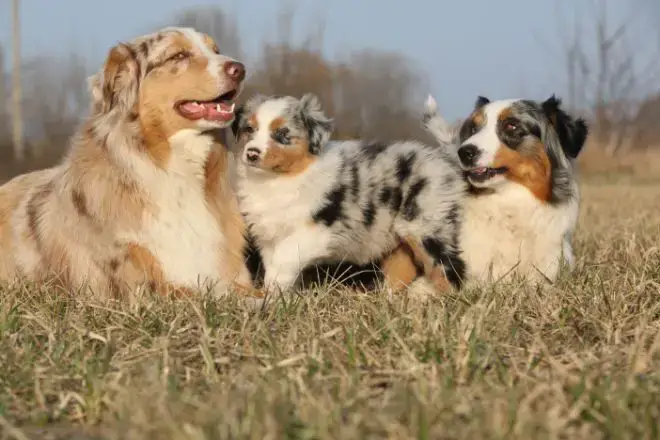 Australian Shepherd Facts