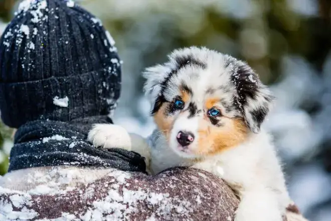 Australian Shepherd Facts