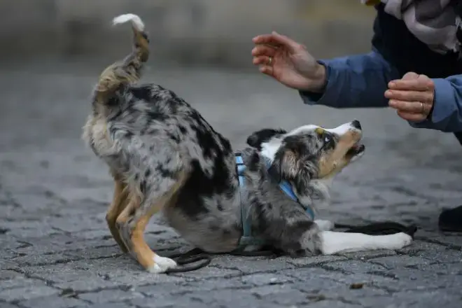 Australian Shepherd Facts