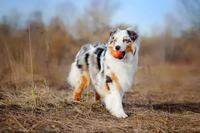 Australian Shepherd Facts