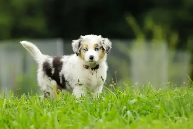 Australian Shepherd Facts