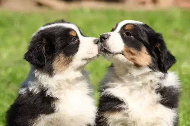 Australian Shepherd Facts