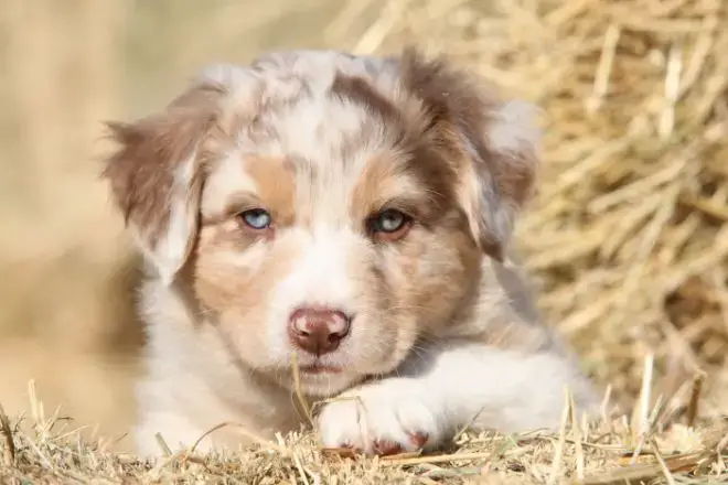 Australian Shepherd Facts