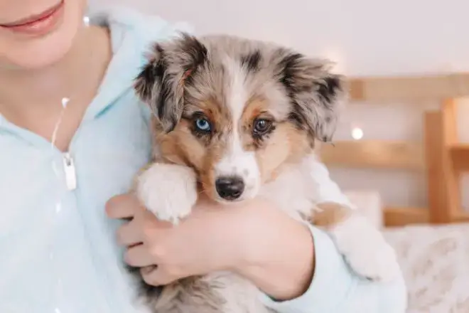 Australian Shepherd Facts