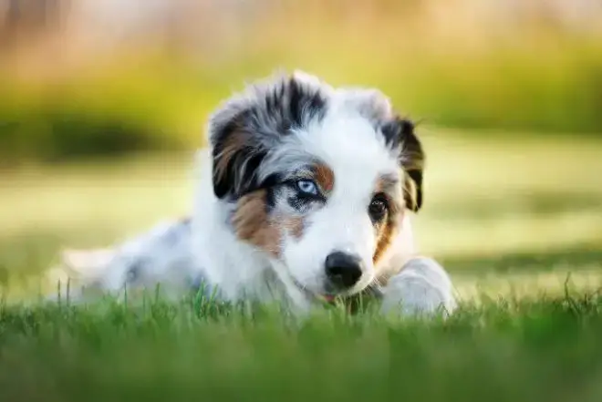 Australian Shepherd Facts