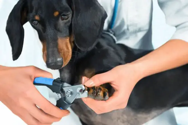 trimming dog's nails