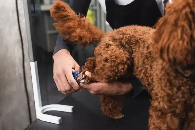 trimming dog's nails