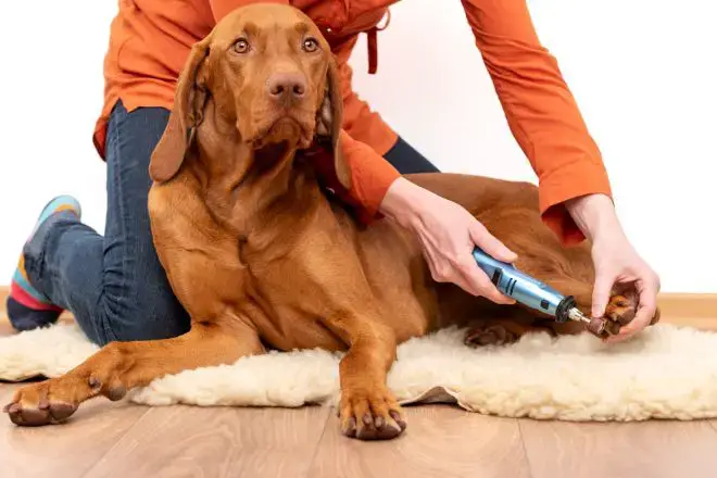 trimming dog's nails