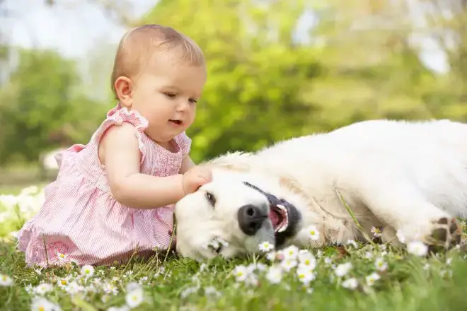 Golden Retriever with baby