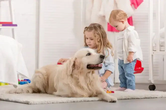 Golden Retriever with baby