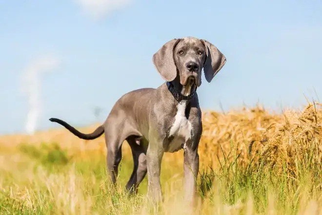 Great Dane Facts