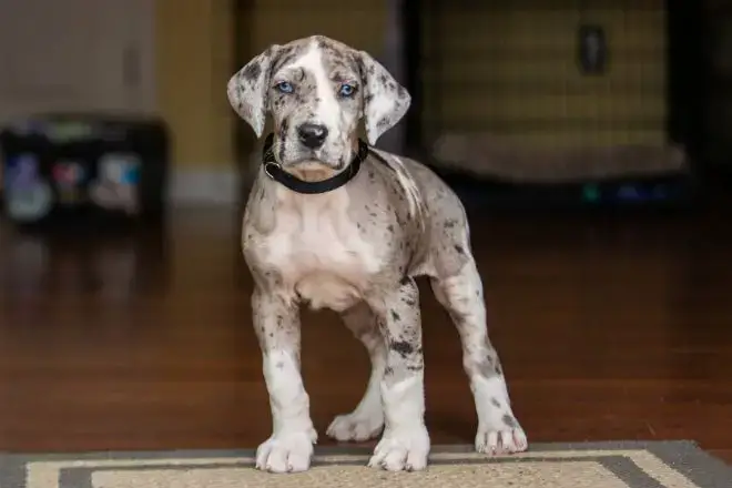 Great Dane Facts