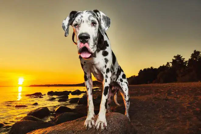 Great Dane Facts