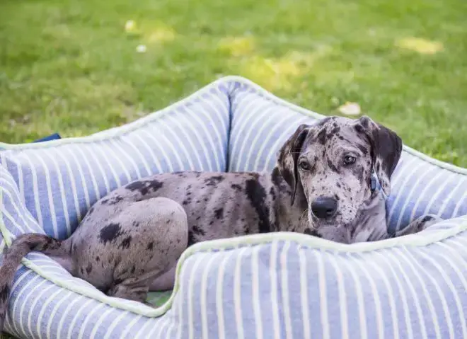 Great Dane Facts