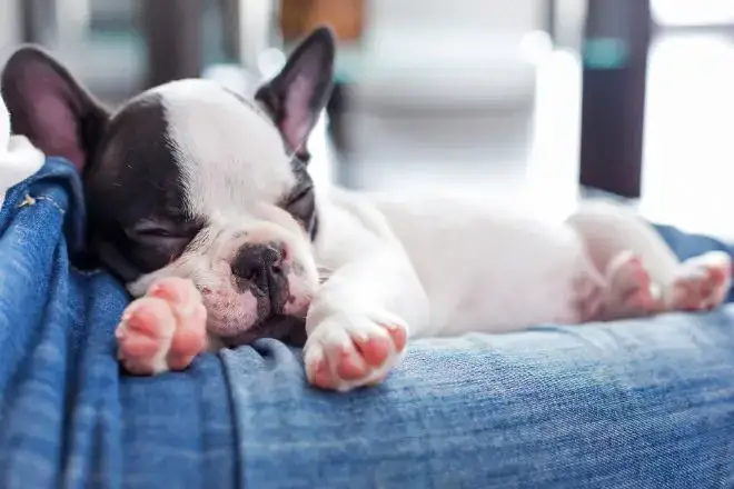 French Bulldog Facts