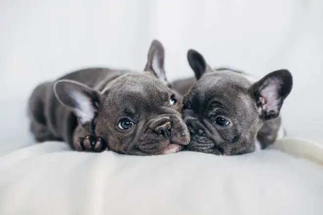 French Bulldog Facts