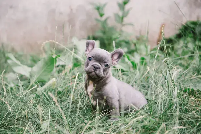 French Bulldog Facts