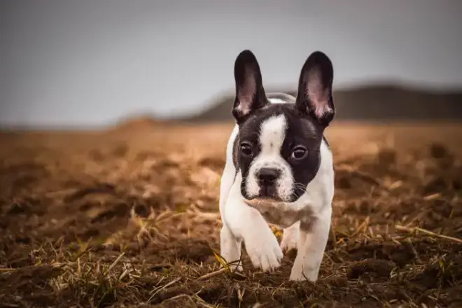 French Bulldog Facts