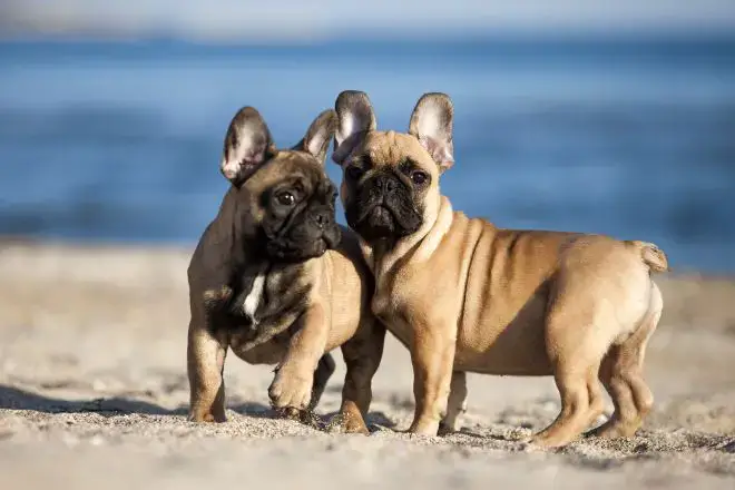 French Bulldog Facts