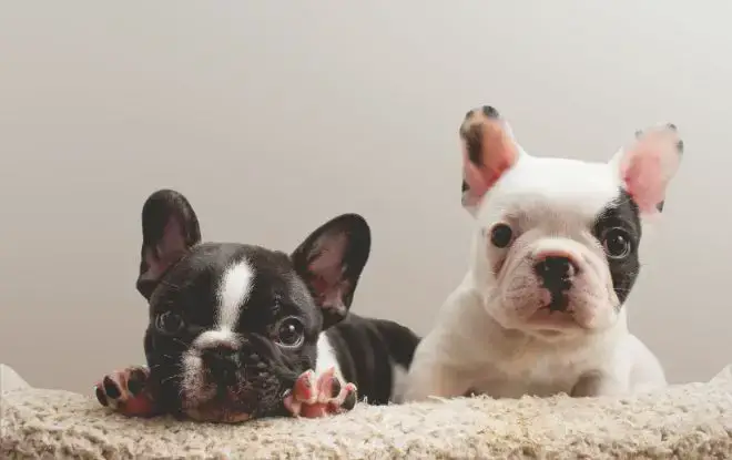 French Bulldog Facts