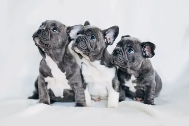 French Bulldog Facts