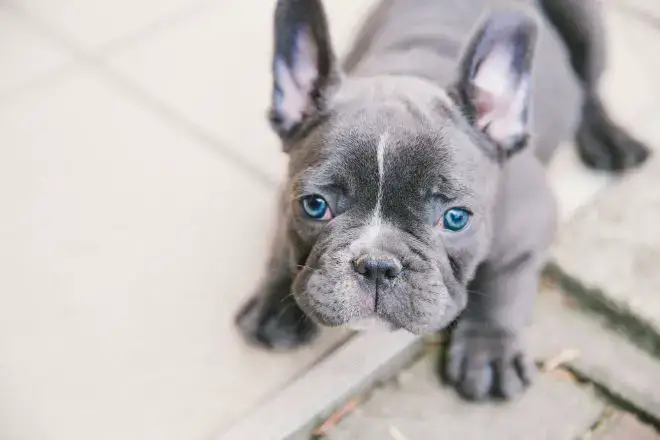 French Bulldog Facts