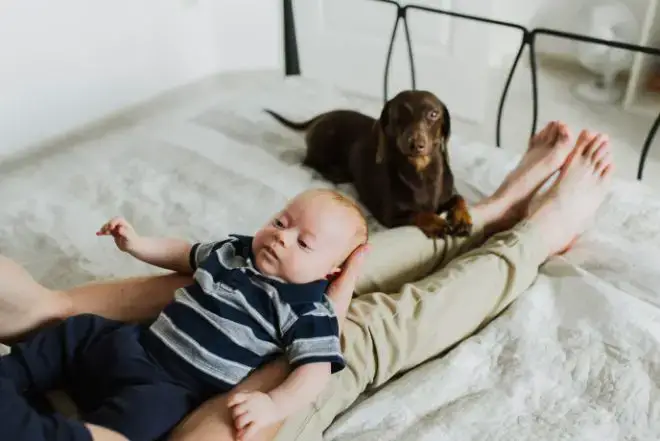 dog and baby