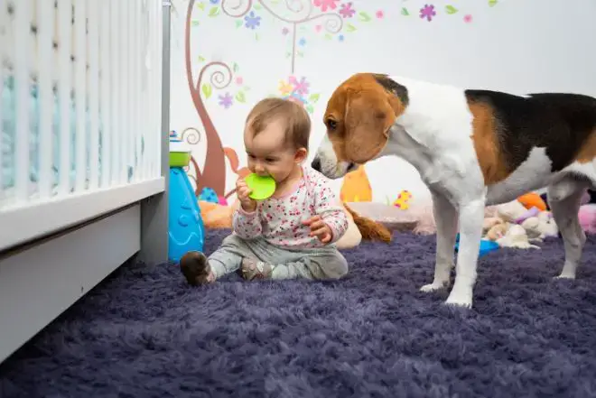 dog and baby