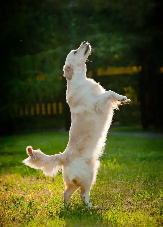 Dog Dancing