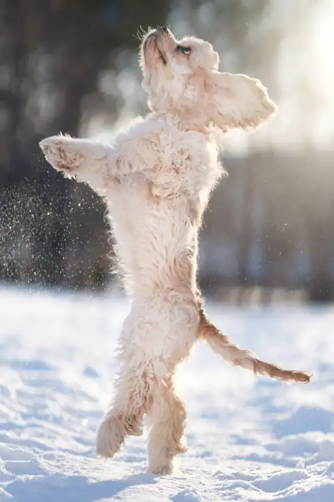 Dog Dancing