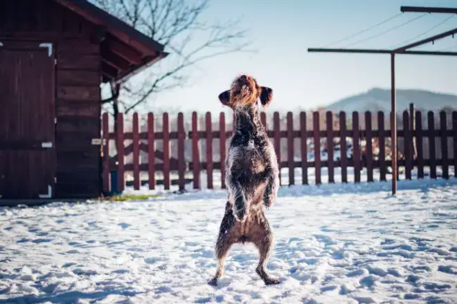 Dog Dancing