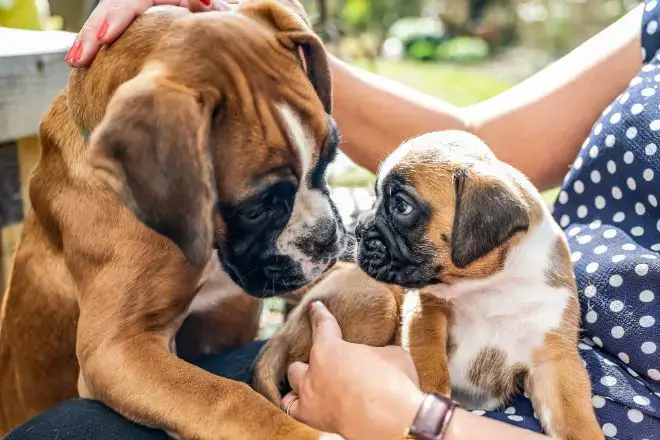 Boxer dog