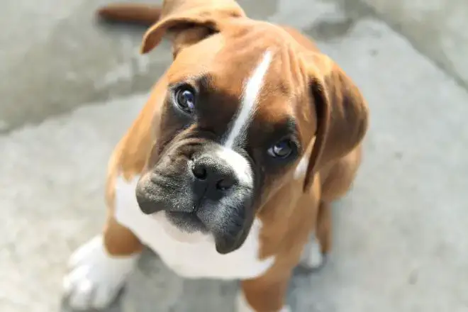 Boxer dog