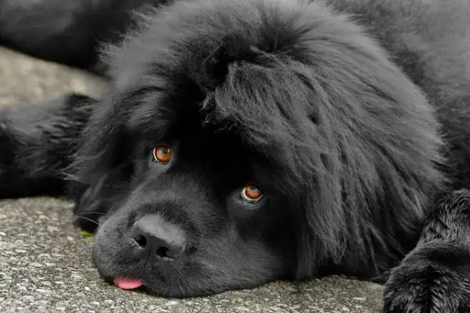 Newfoundland Dog