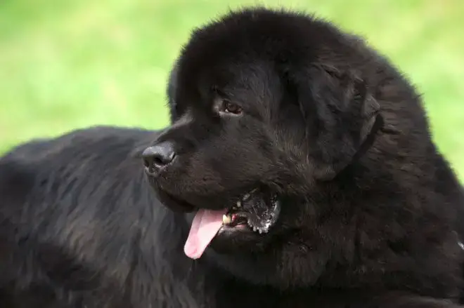 Newfoundland Dog